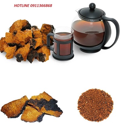 bán nấm chaga