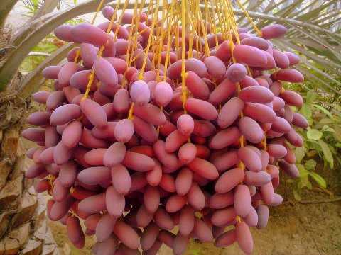 bệnh tiểu đường nên ăn rau gì