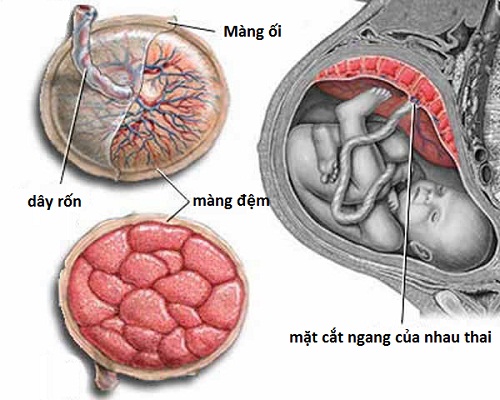 Hình ảnh bong màng nuôi