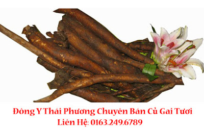 củ gai bán ở đâu tp hcm