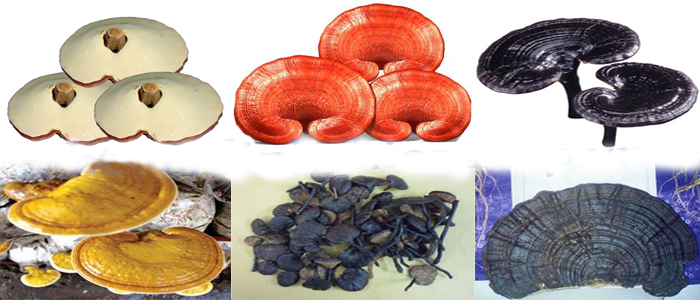 xử lý nấm linh chi bị mốc