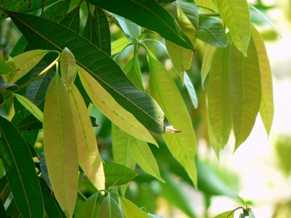 chữa bệnh tiểu đường