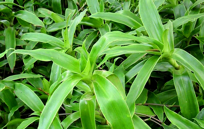 chữa bệnh tiểu đường bằng cây lược vàng