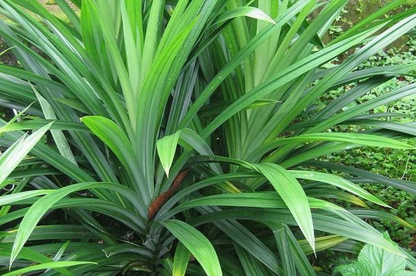 chữa bệnh tiểu đường bằng lá dứa