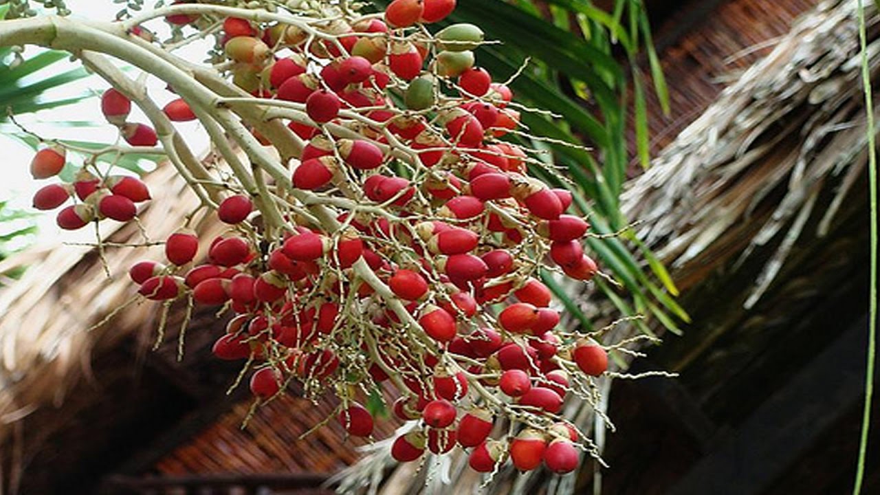 chữa bệnh tiểu đường bằng quả cau cảnh
