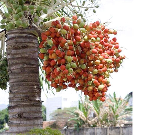 chữa bệnh tiểu đường bằng quả cau cảnh