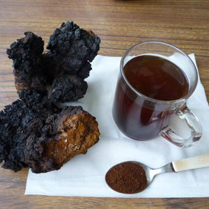 giá nấm chaga