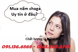 giá nấm chaga
