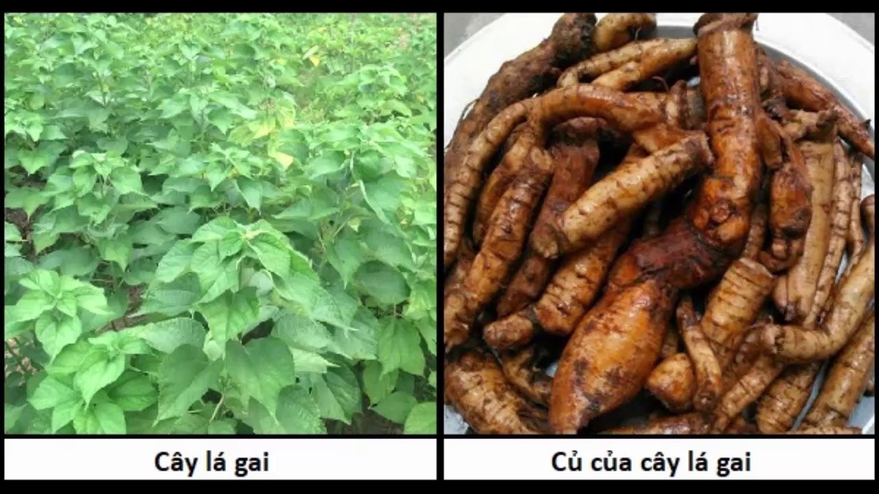Củ gai an thai chữa động thai