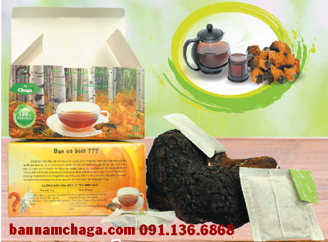 giá nấm chaga