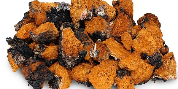 tác dụng của nấm chaga hỗ trợ và điều trị ung thư tuyến tụy