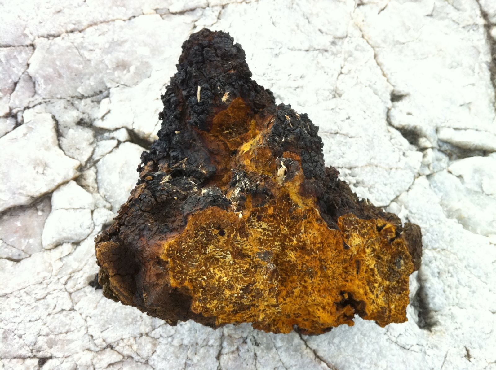 giá nấm chaga