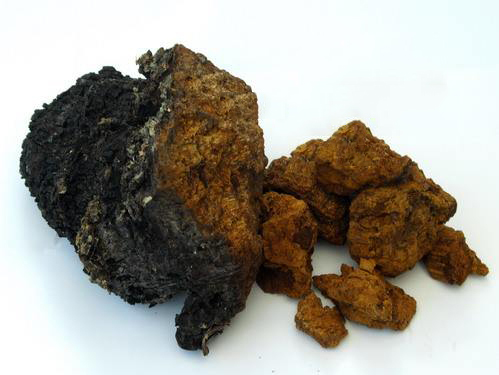 nám nấm chaga