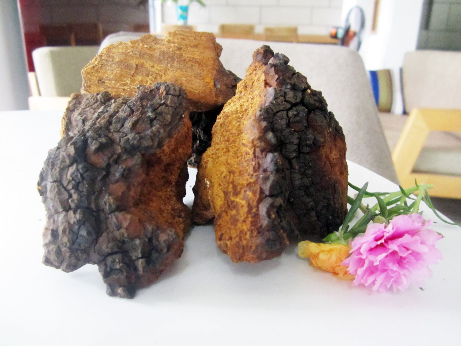 nấm chaga hỗ trợ và điều trị ung thư vú