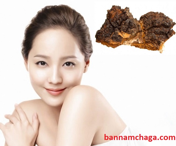 nấm chaga hỗ trợ và điều trị ung thư vú