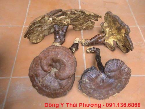 gia nam lim xanh