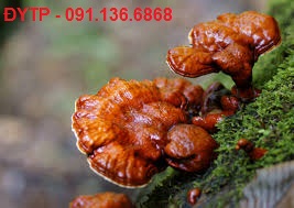 tac dung nam lim xanh